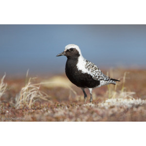 Pluvialis squatarola