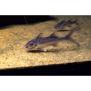 Polynemous paradiseus