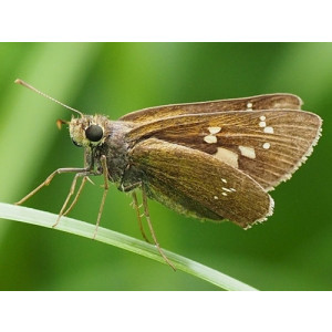 Polytremis lubricans