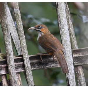 Pomatorhinus mcclellandi