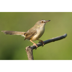 Prinia inornata