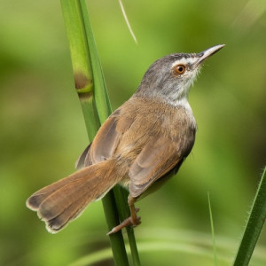 Prinia rufescens