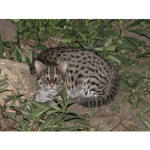 Prionailurus viverrinus