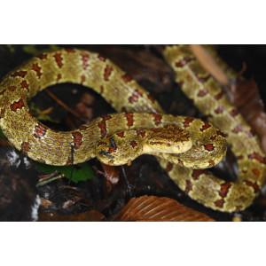 Protobothrops jerdonii