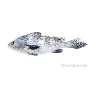 Protonibea diacanthus