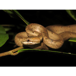 Psammodynastes pulverulentus