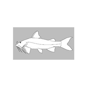 Pseudolaguvia muricata