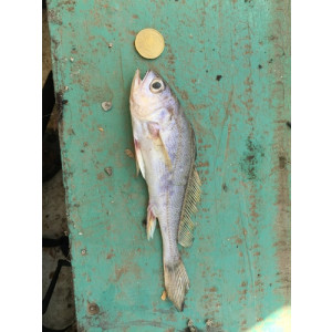 Pseudotolithus elongatus