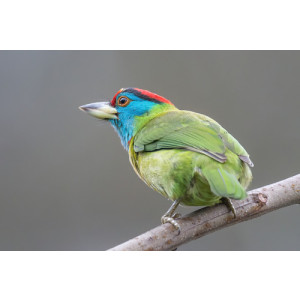 Psilopogon asiaticus