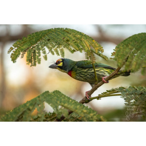 Psilopogon haemacephalus