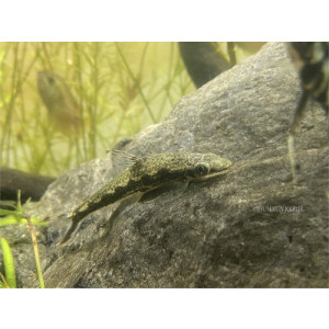 Psilorhynchus sucatio