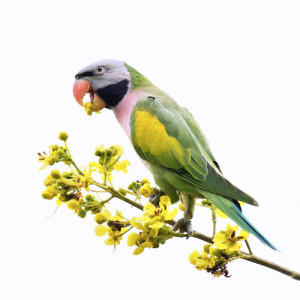 Psittacula alexandri