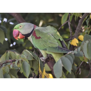 Psittacula eupatria