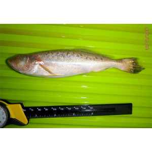 Pterotolithus lateoides