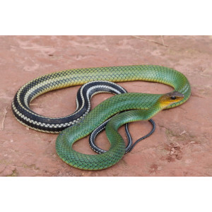 Ptyas nigromarginata