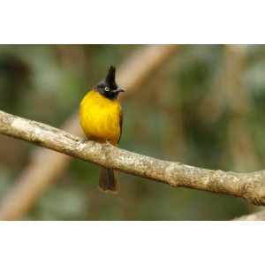 Pycnonotus flaviventris