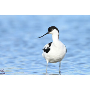 Recurvirostra avosetta