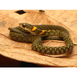 Rhabdophis himalayanus