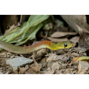 Rhabdophis subminiatus
