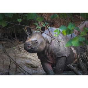 Rhinoceros sondaicus