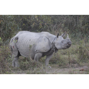 Rhinoceros unicornis