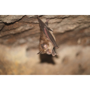 Rhinolophus lepidus