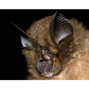 Rhinolophus pearsonii