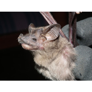 Rhinopoma hardwickii