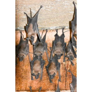 Rhinopoma microphyllum