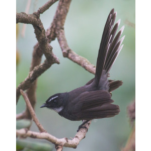 Rhipidura albicollis