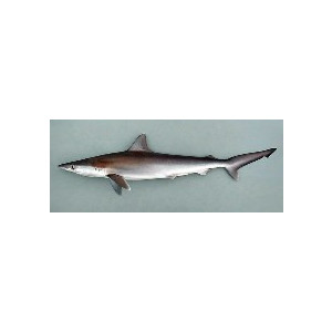 Rhizoprionodon acutus