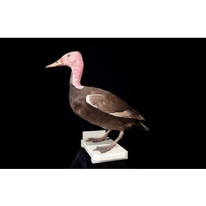 Rhodonessa caryophyllacea