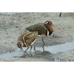 Rostratula benghalensis