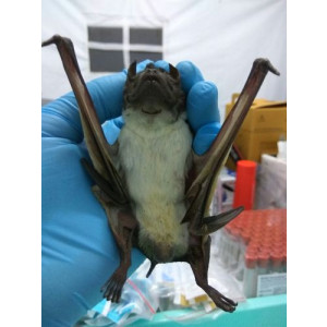 Saccolaimus saccolaimus