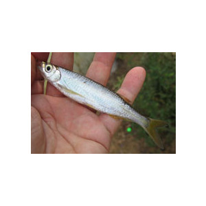 Salmostoma argentea (Salmostoma acinaces)