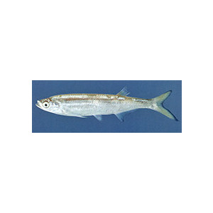 Salmostoma sardinella
