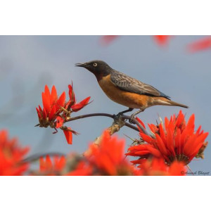 Saroglossa spilopterus