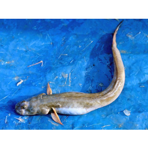 Scartelaos histophorus