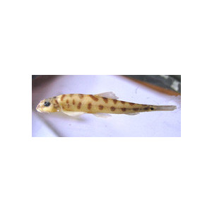 Schistura scaturigina