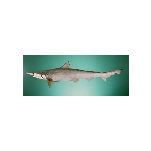 Scoliodon laticaudus