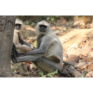 Semnopithecus entellus