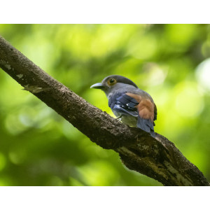 Serilophus rubropygius