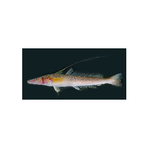 Sillaginopsis panijus