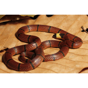 Sinomicrurus macclellandi