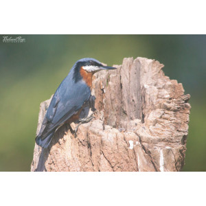 Sitta cinnamoventris