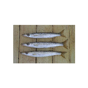 Sphyraena chrysotaenia