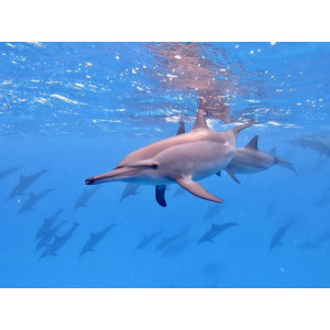 Stenella longirostris