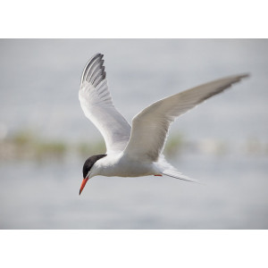 Sterna hirundo