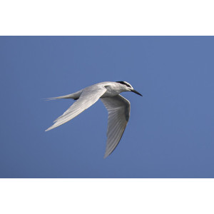 Sterna sumatrana