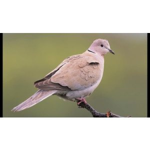 Streptopelia decaocto